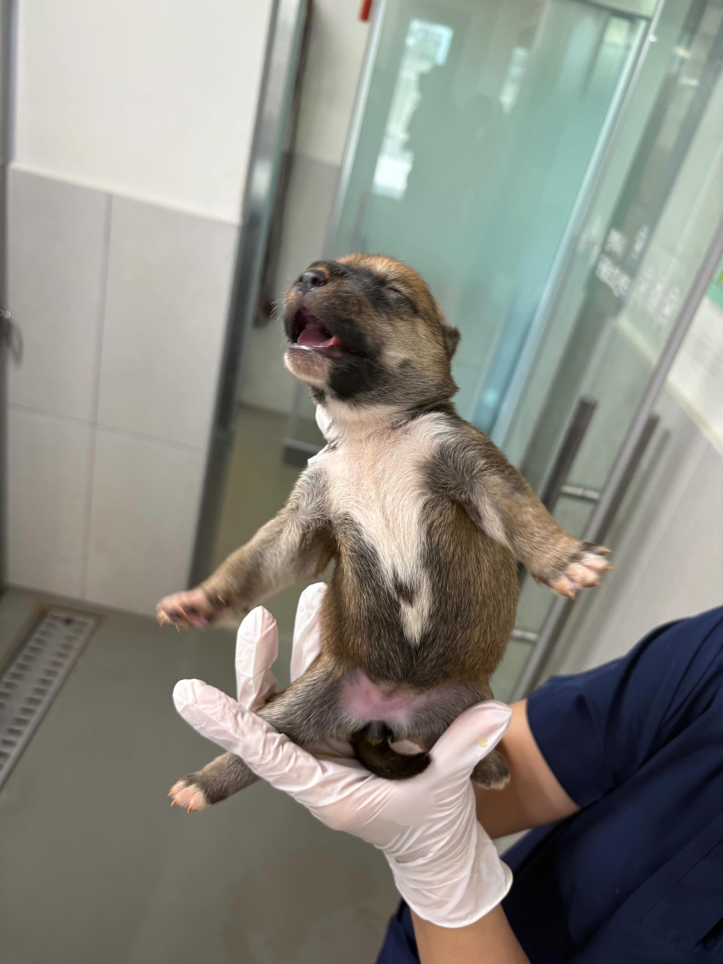 경기도 평택시 000114 구조 사진