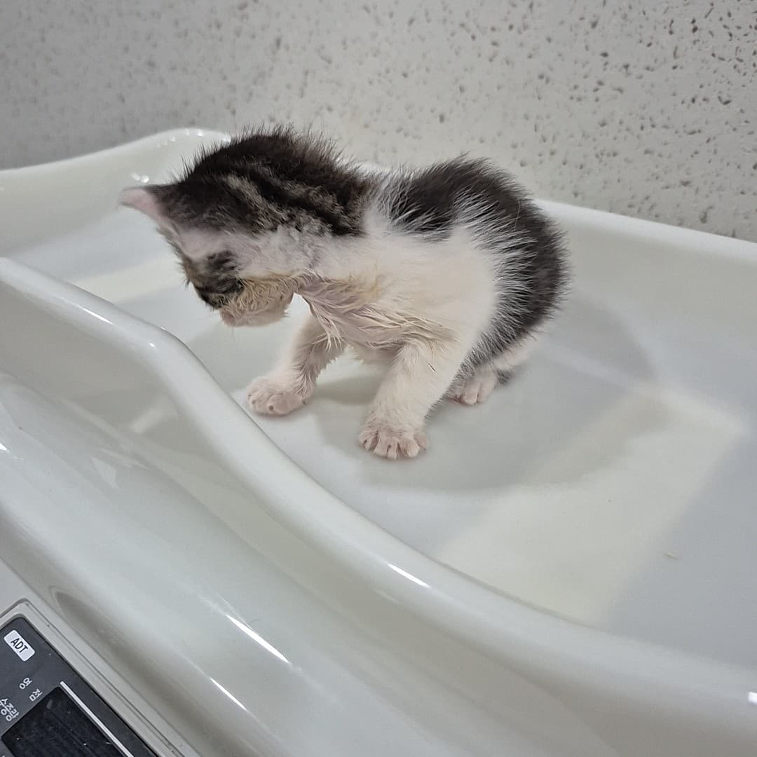 경기도 수원시 영통구 000200 구조 사진