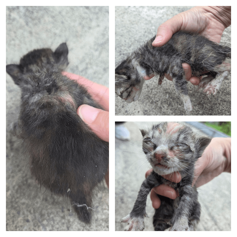 충청남도 논산시 000200 구조 사진