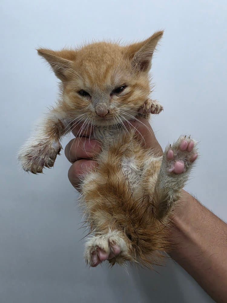경기도 안성시 000200 구조 사진