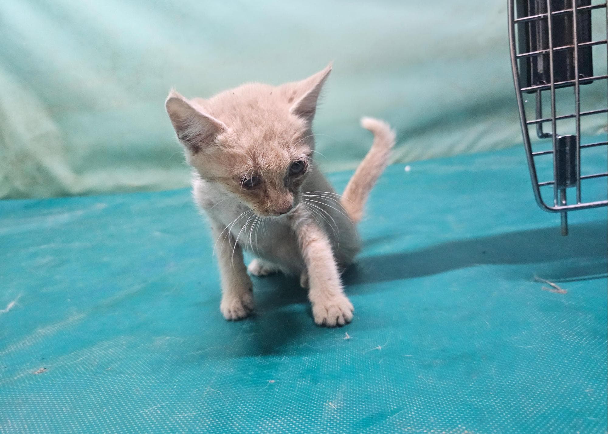 경상북도 경산시 000200 구조 사진