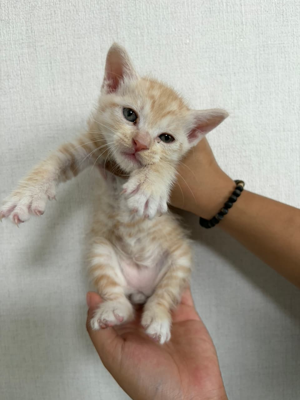 대구광역시 서구 000200 구조 사진