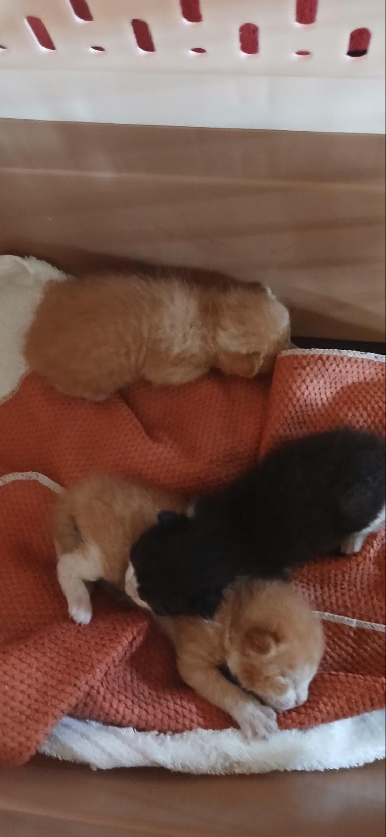 부산광역시 강서구 000200 구조 사진