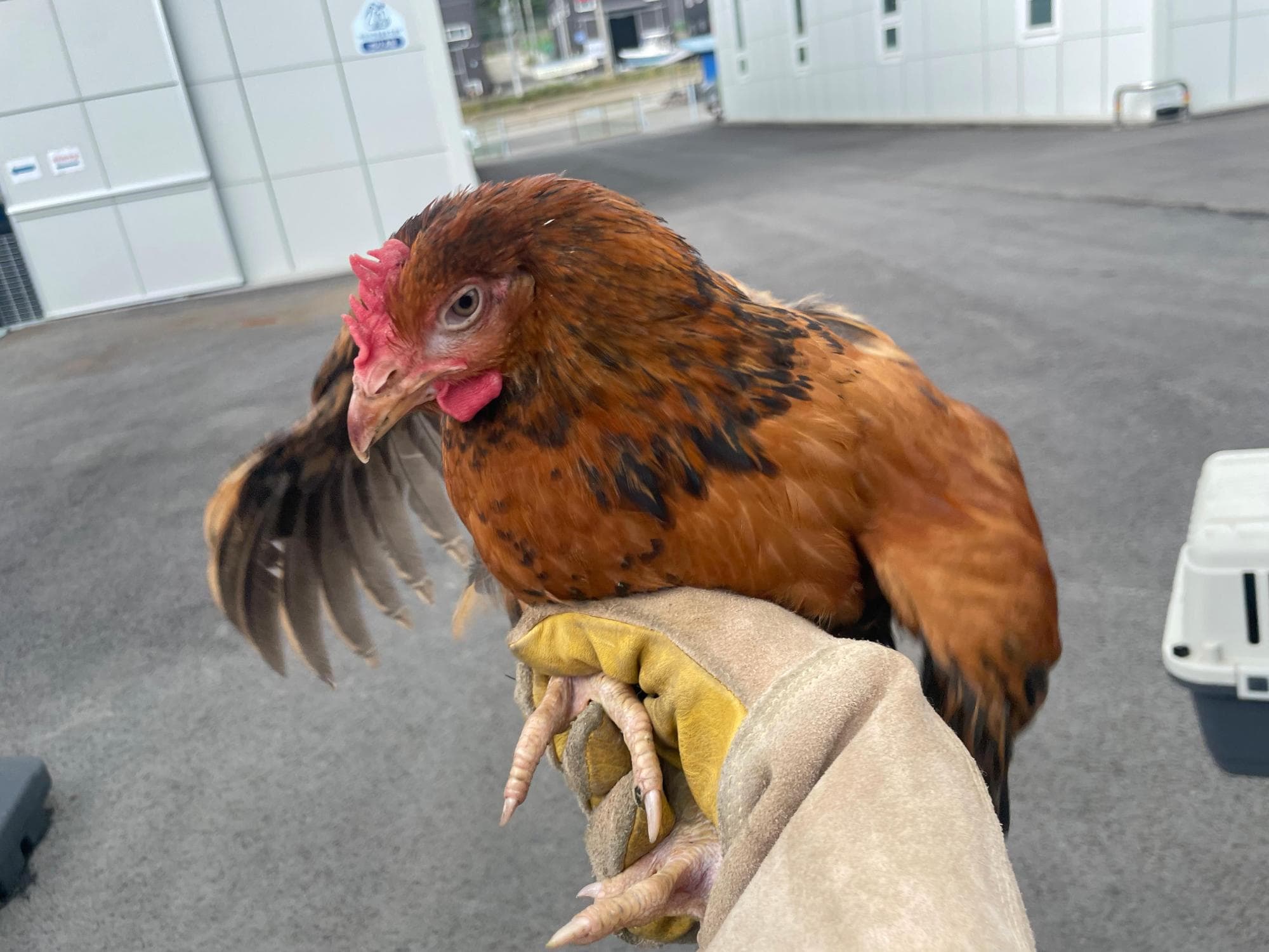 경기도 화성시 000117 구조 사진