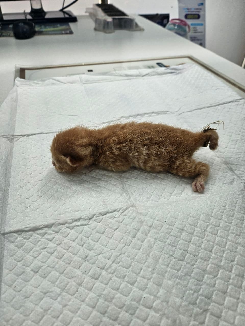 대구광역시 서구 000200 구조 사진