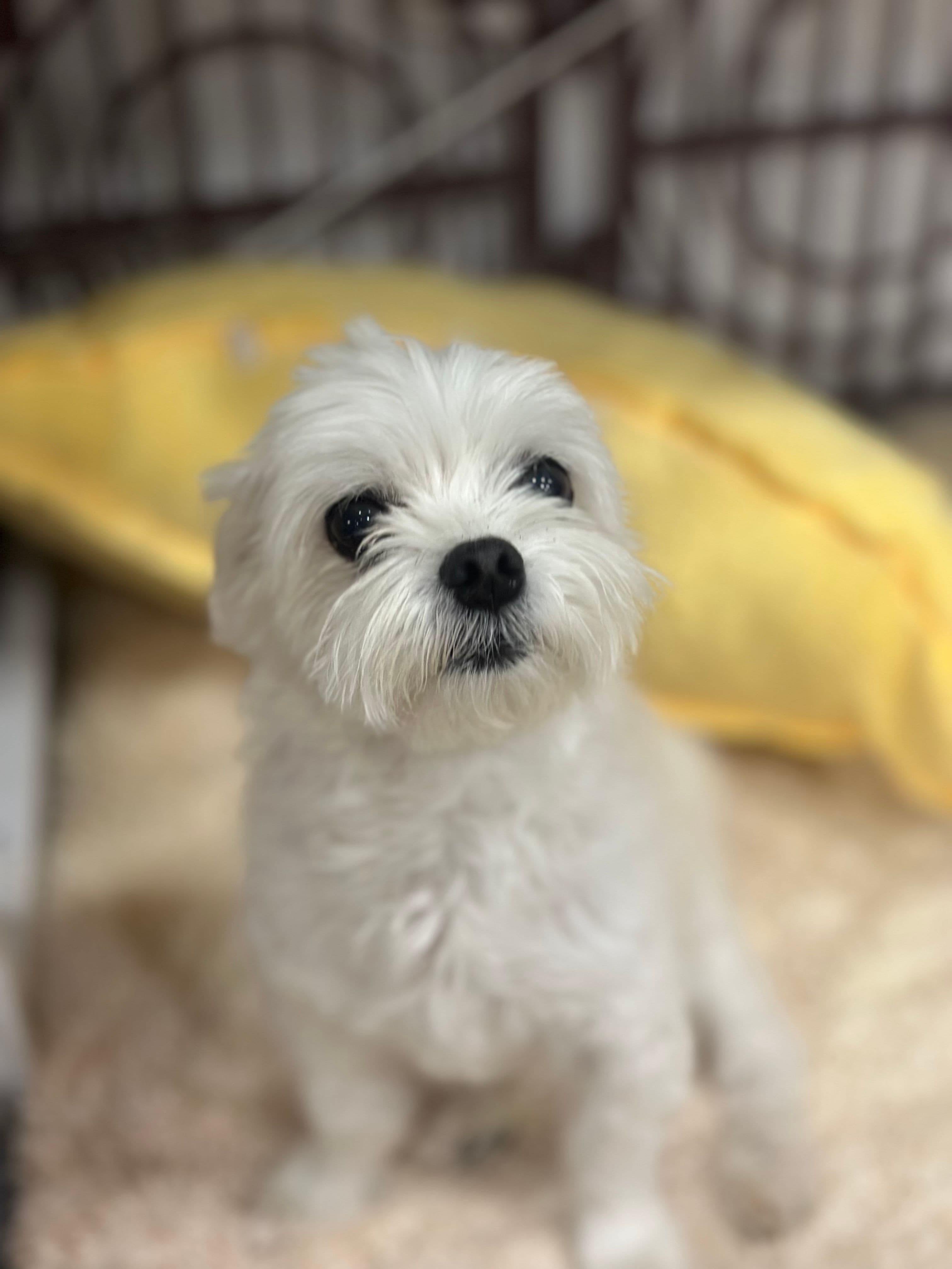 마루
