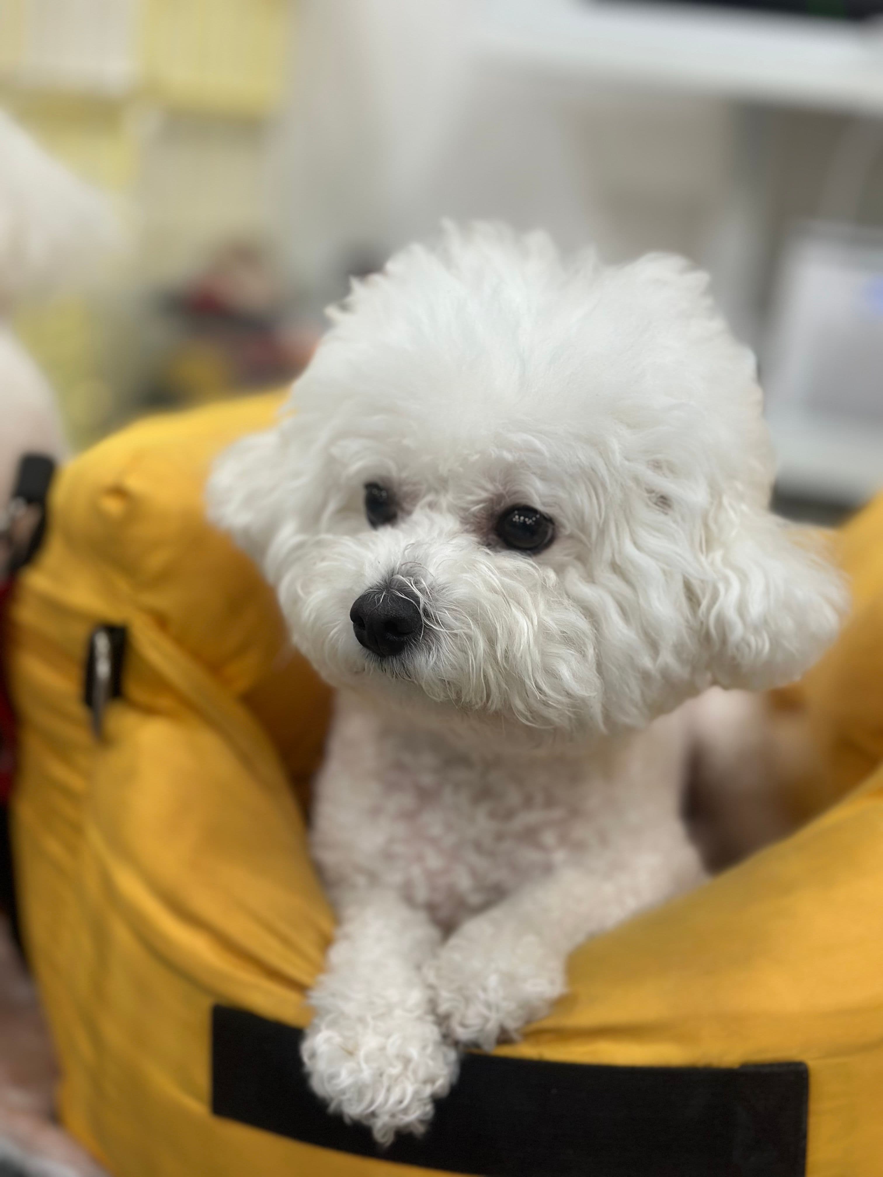 슈가