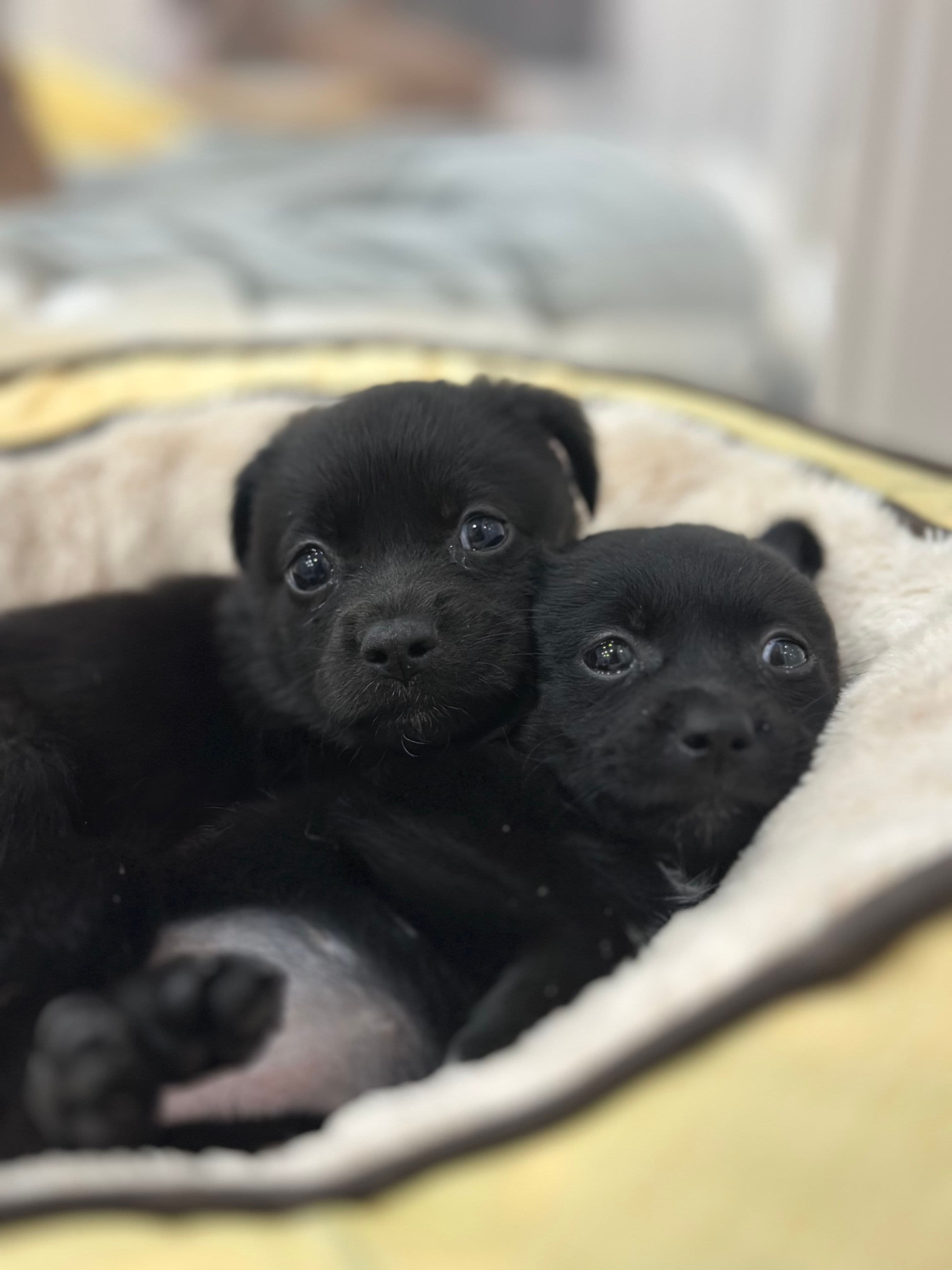 깜둥이,깜순이