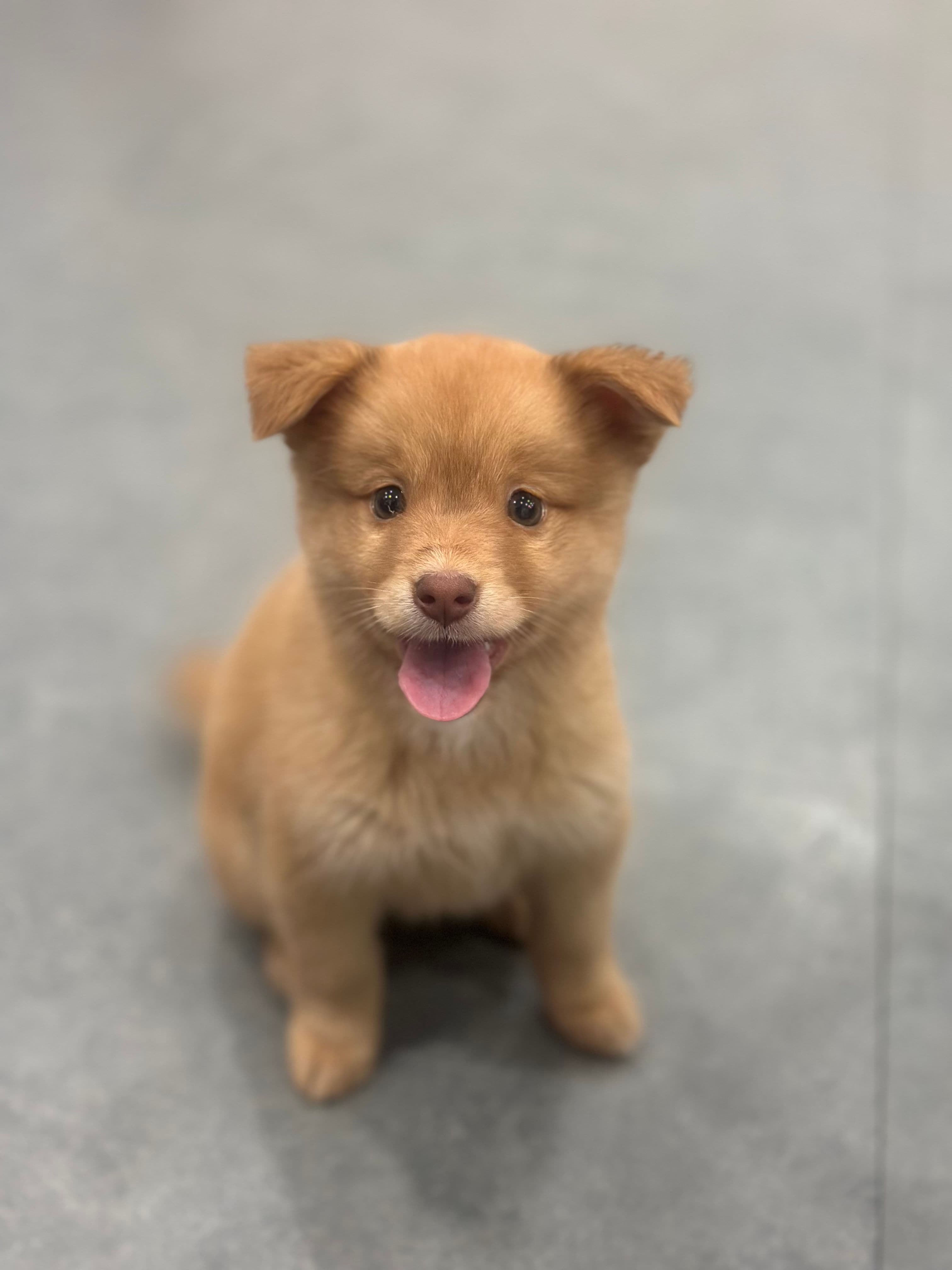 카푸