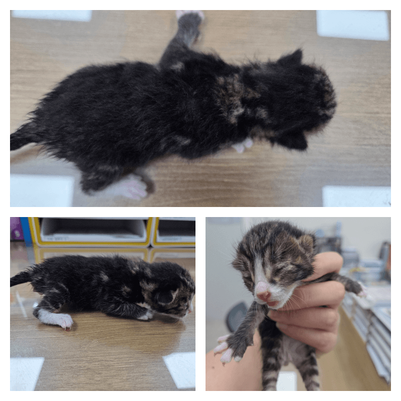 충청남도 논산시 000200 구조 사진
