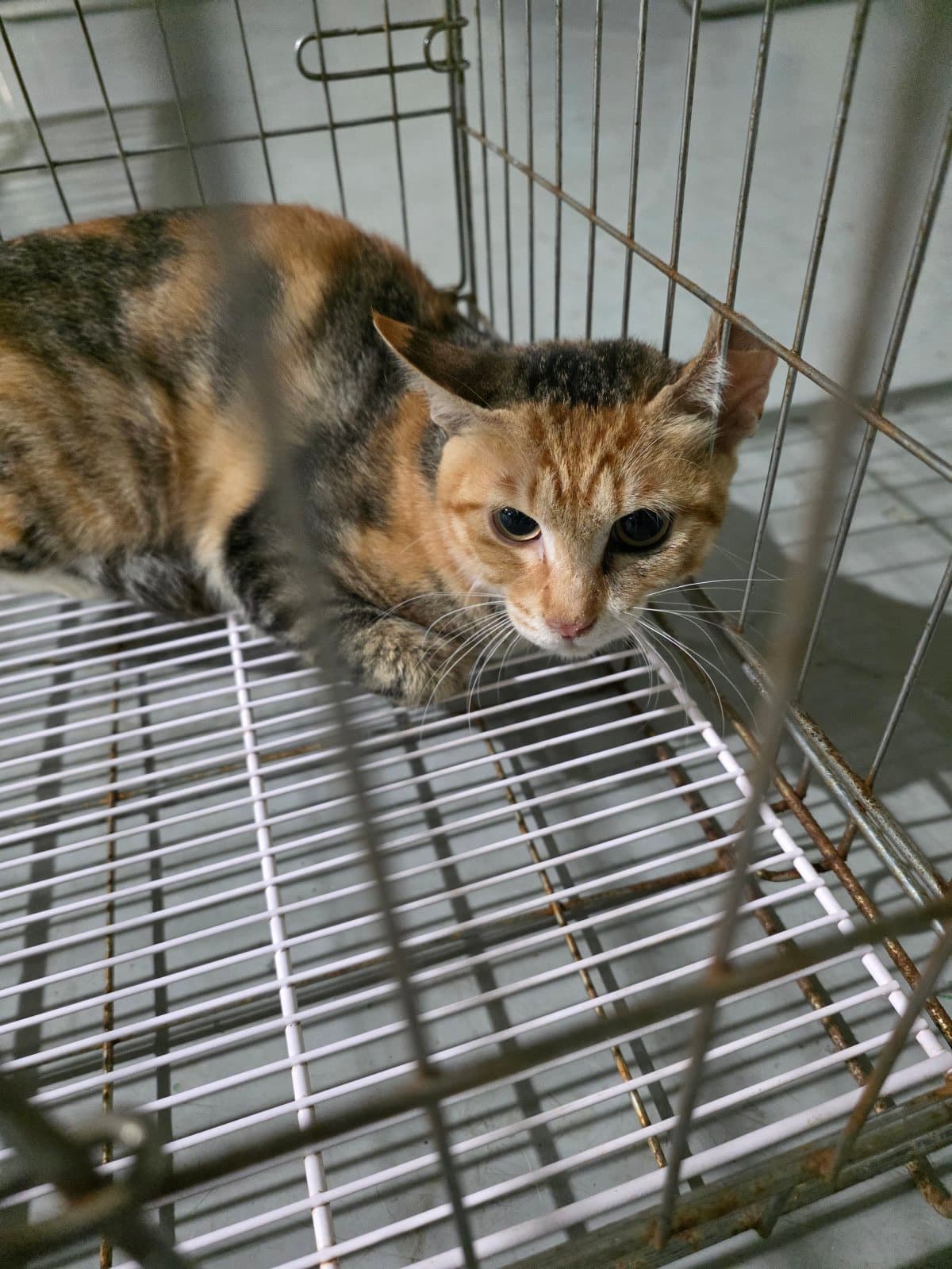 부산광역시 강서구 000200 구조 사진