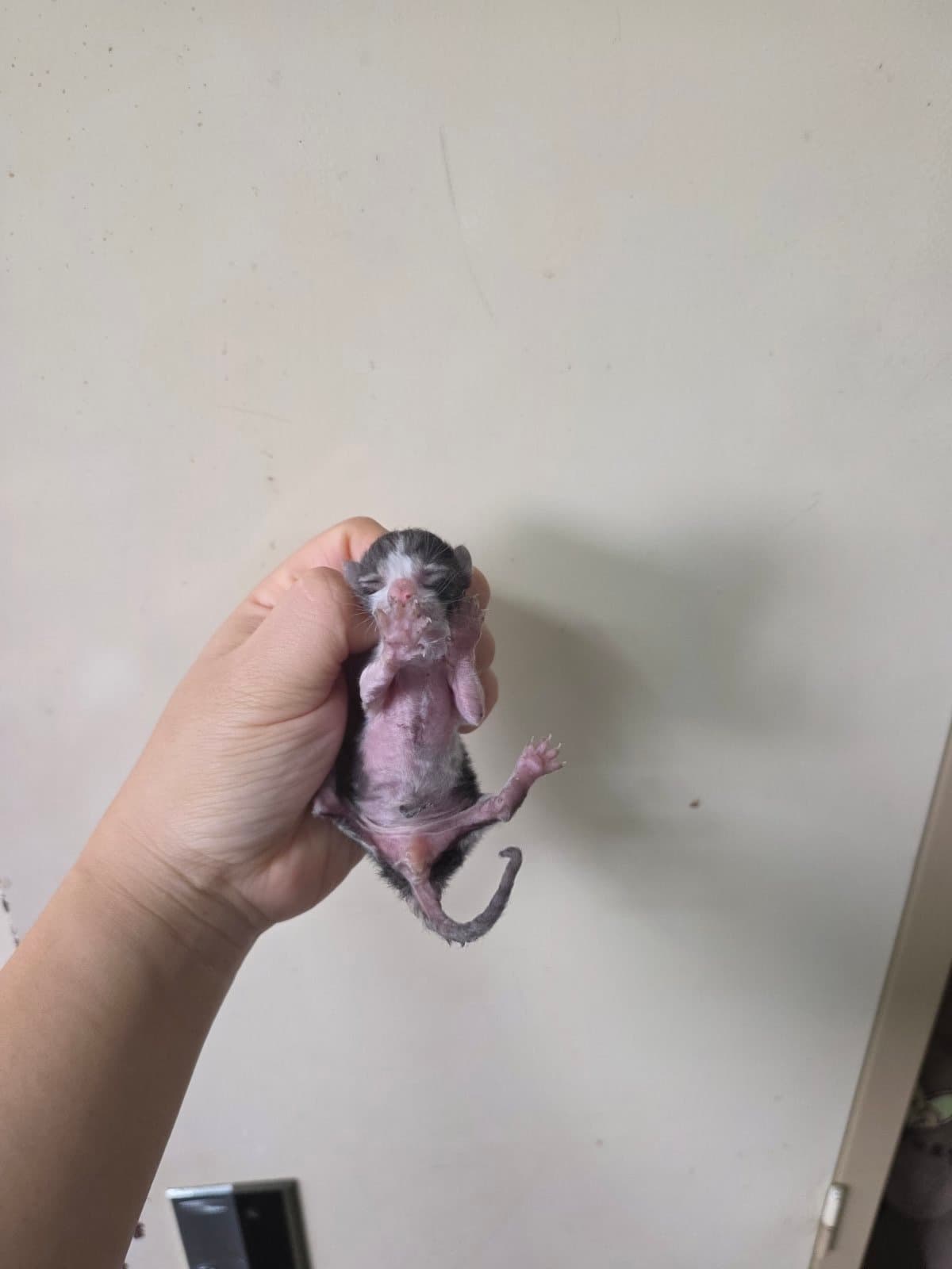 부산광역시 강서구 000200 구조 사진