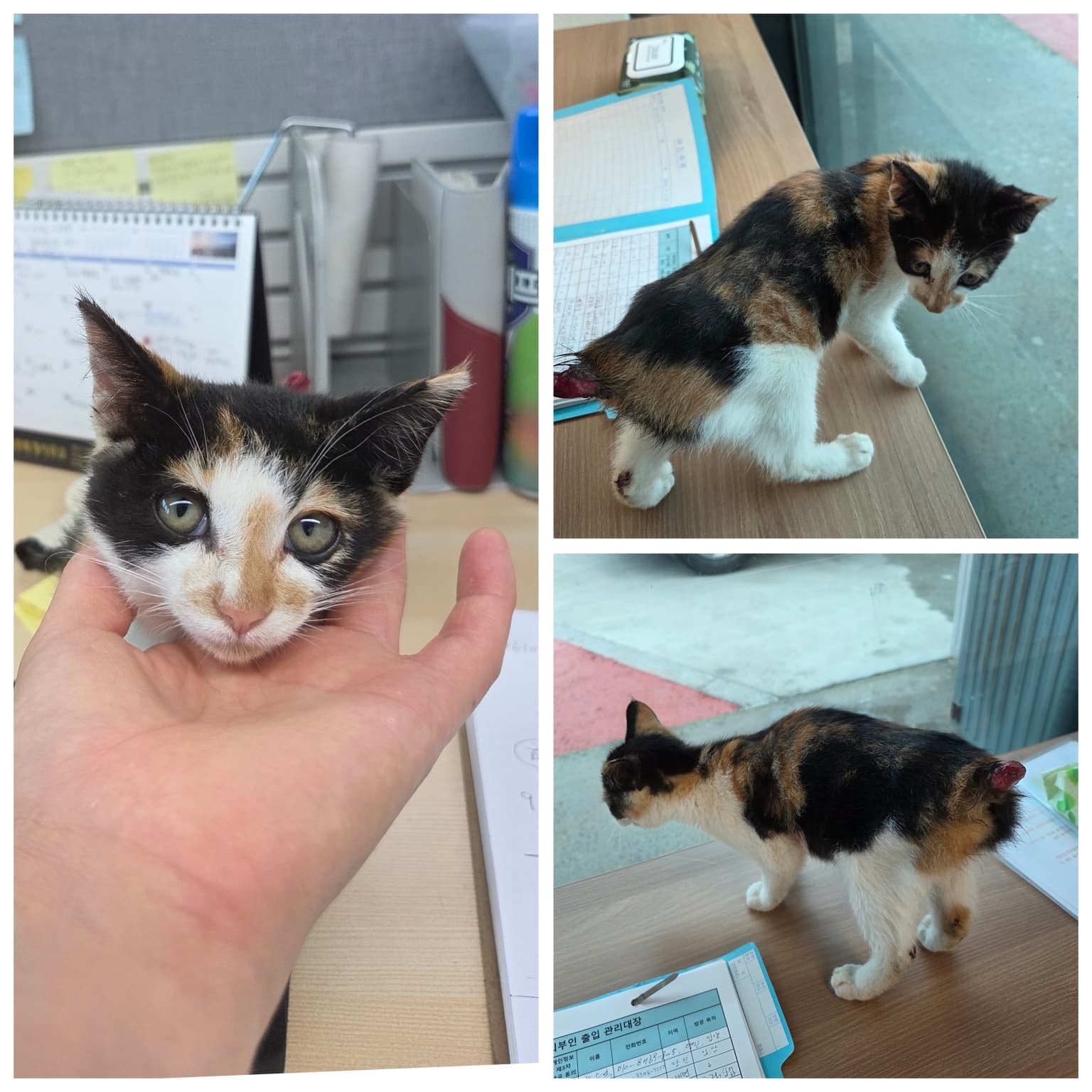 충청남도 당진시 000200 구조 사진