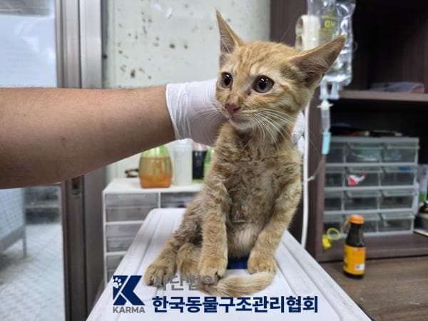 서울특별시 양주시 000200 구조 사진