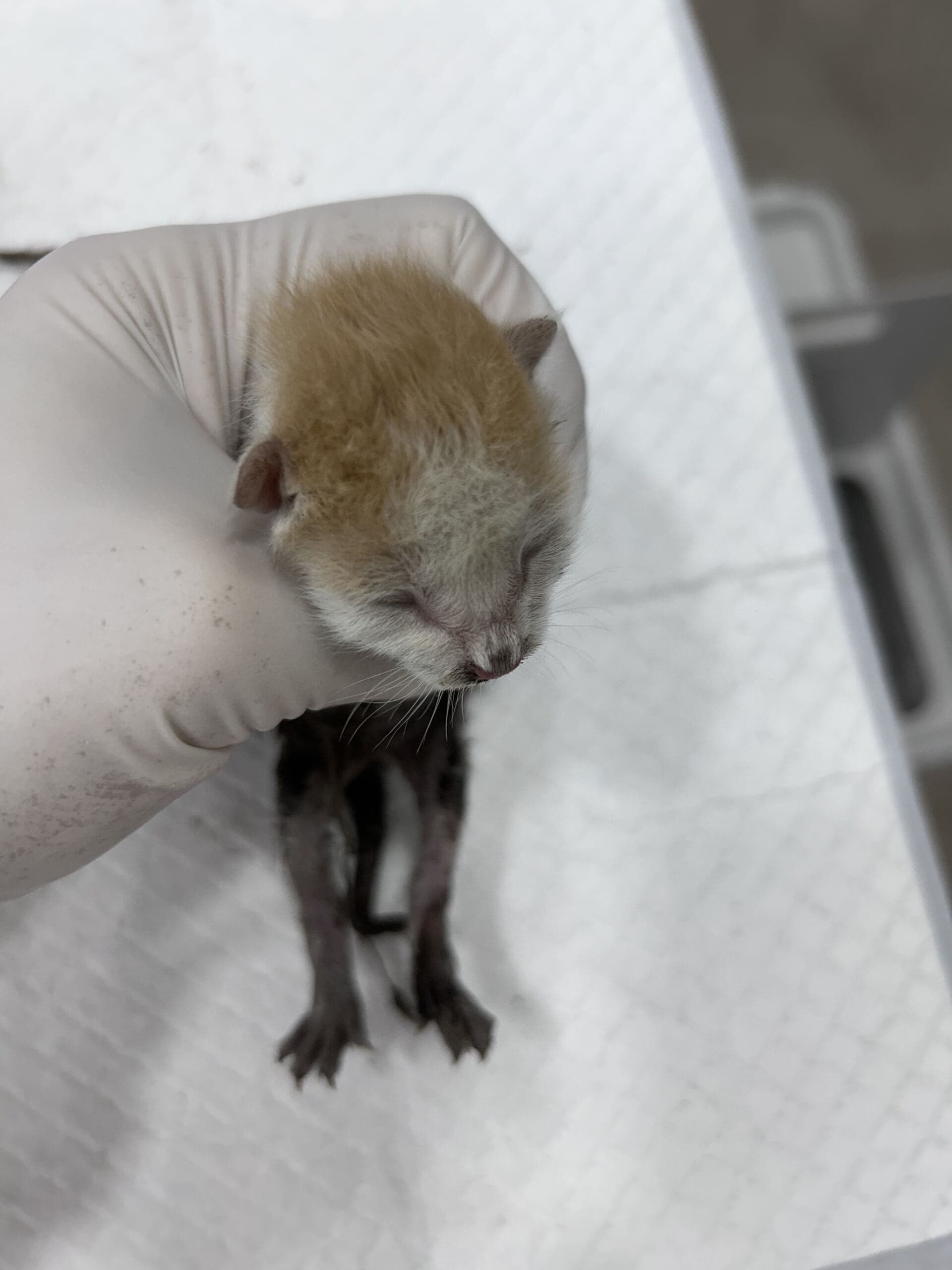 인천광역시 강화군 000200 구조 사진