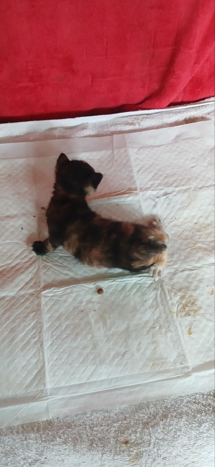 부산광역시 강서구 000200 구조 사진