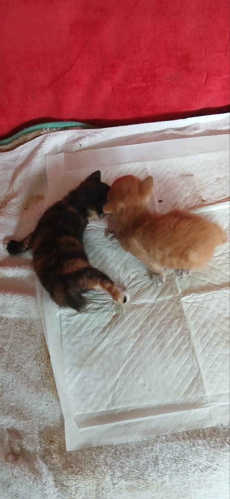 부산광역시 강서구 000200 구조 사진