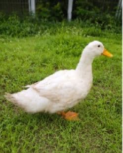 경기도 시흥시 000117 구조 사진