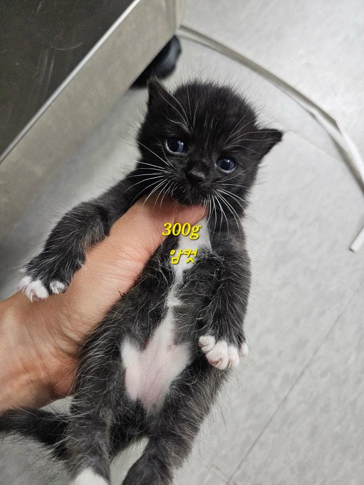 경기도 평택시 000200 구조 사진