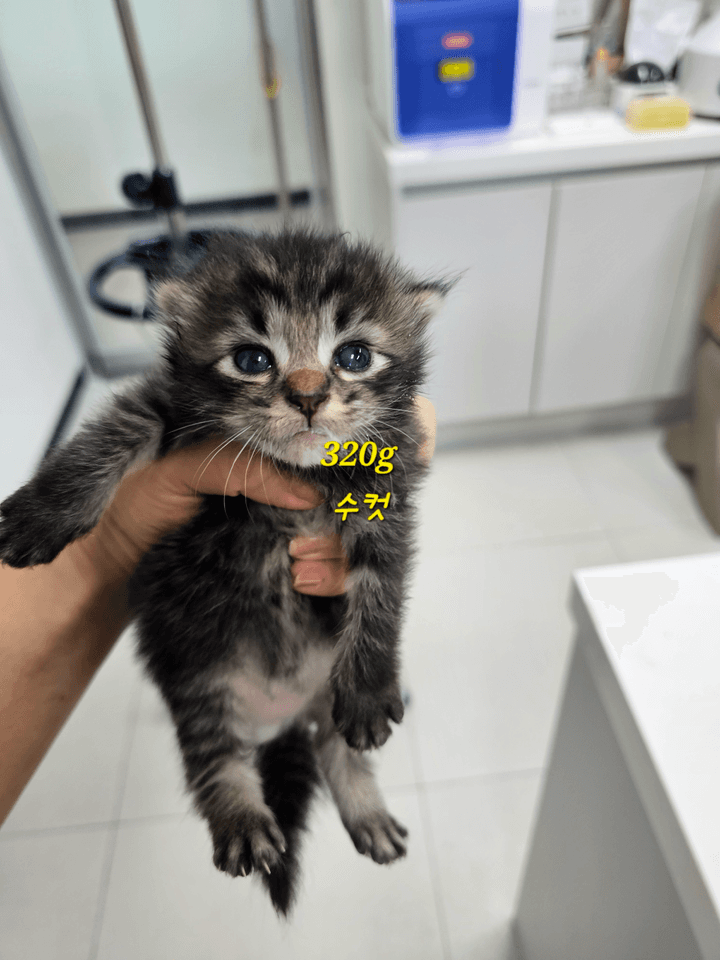 경기도 평택시 000200 구조 사진