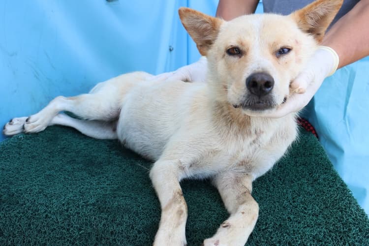 제주특별자치도 제주시 000114 구조 사진