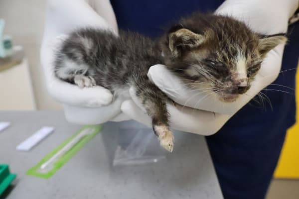 제주특별자치도 제주시 000200 구조 사진